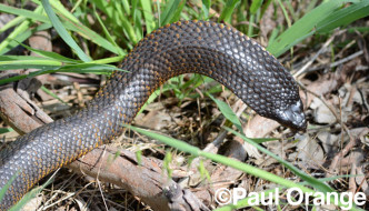 Herdsman Lake tiger snake - photograph by P. Orange