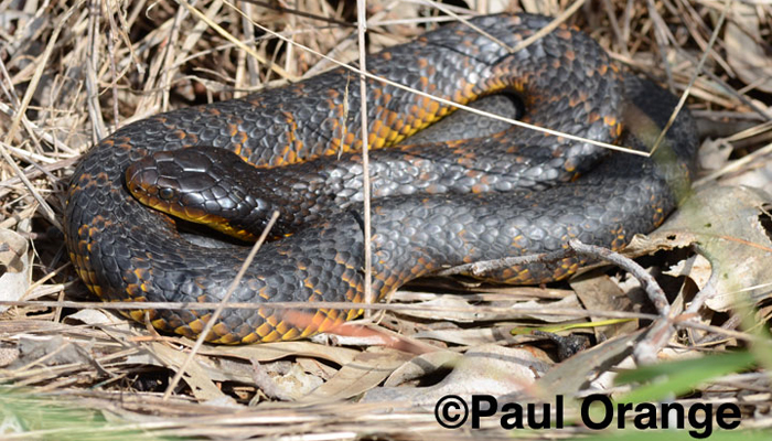 Tiger Snake - photograph by P. Orange